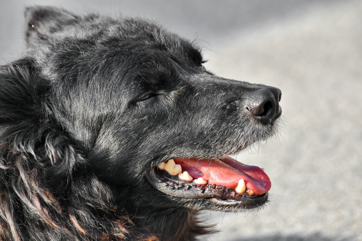 cane con bocca aperta