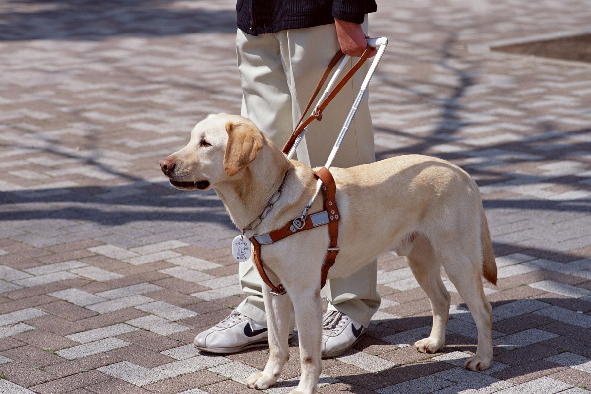 cane guida per non vedenti