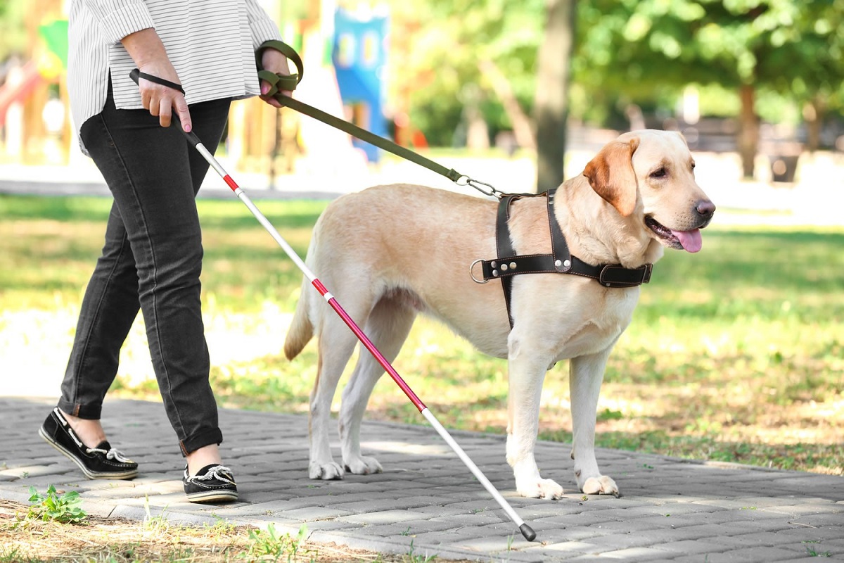 Come viene addestrato un cane per ciechi? Ecco tutto ciò che deve imparare