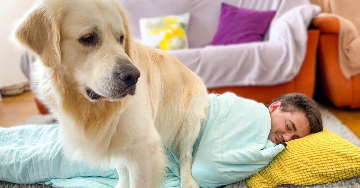 Ecco cosa fa il cucciolo di Golden Retriever Bailey quando il suo padrone dorme (VIDEO)
