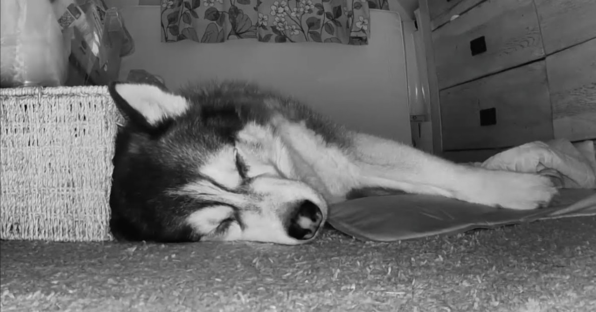 Ecco cosa fa un cucciolo di Husky quando i padroni dormono (VIDEO)