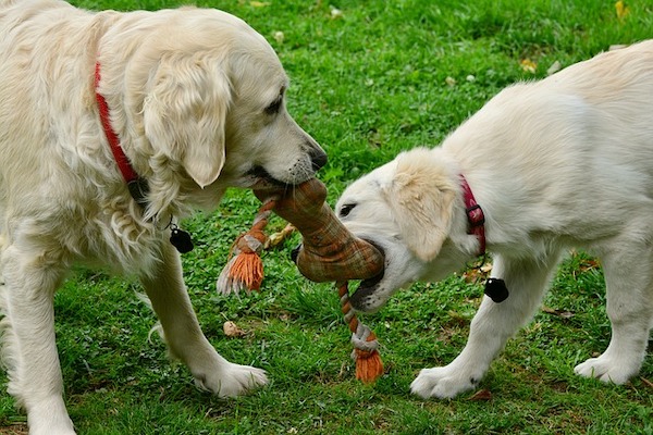 cosa fare se il cane ha troppi giocattoli