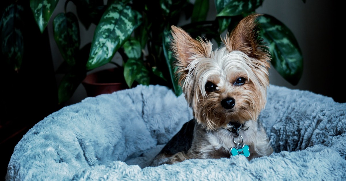 cuccioli di yorkshire terrier carattere