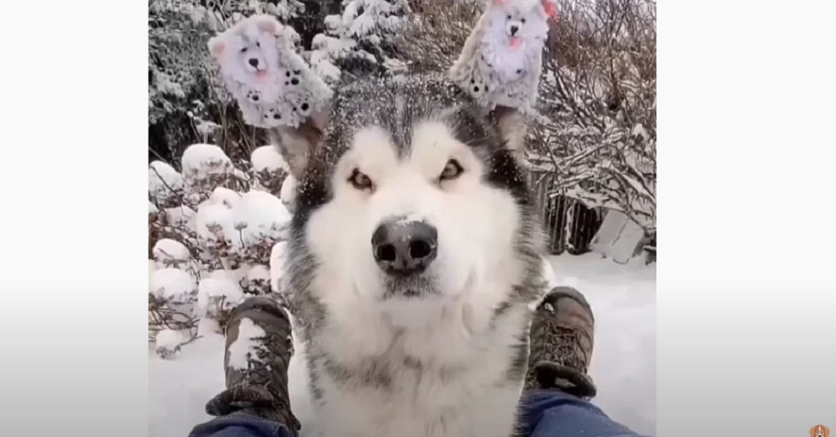 cucciola di Alaskan Malamute