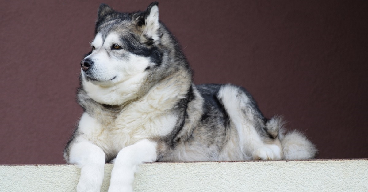 cucciola di Alaskan Malamute