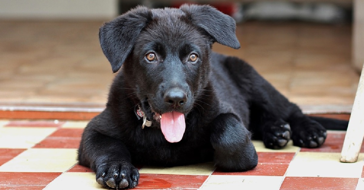 Cucciola di cane non vuole festeggiare il suo compleanno, nel video il suo esilarante rifiuto