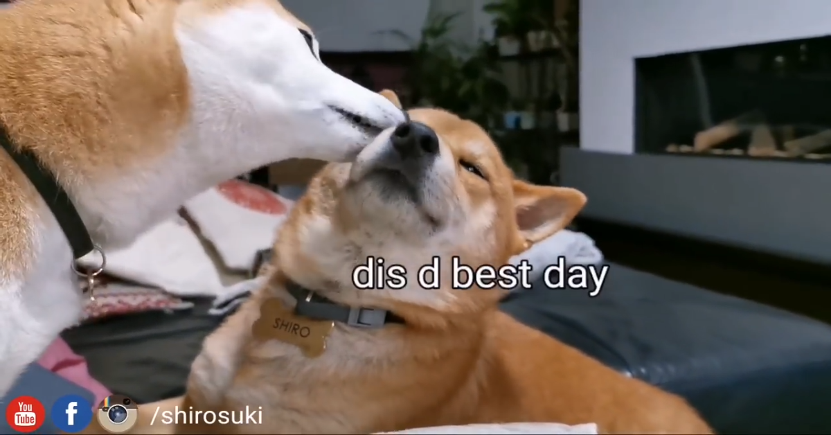 I cuccioli Shiro e Suki si rivedono e sono davvero molto felici (VIDEO)