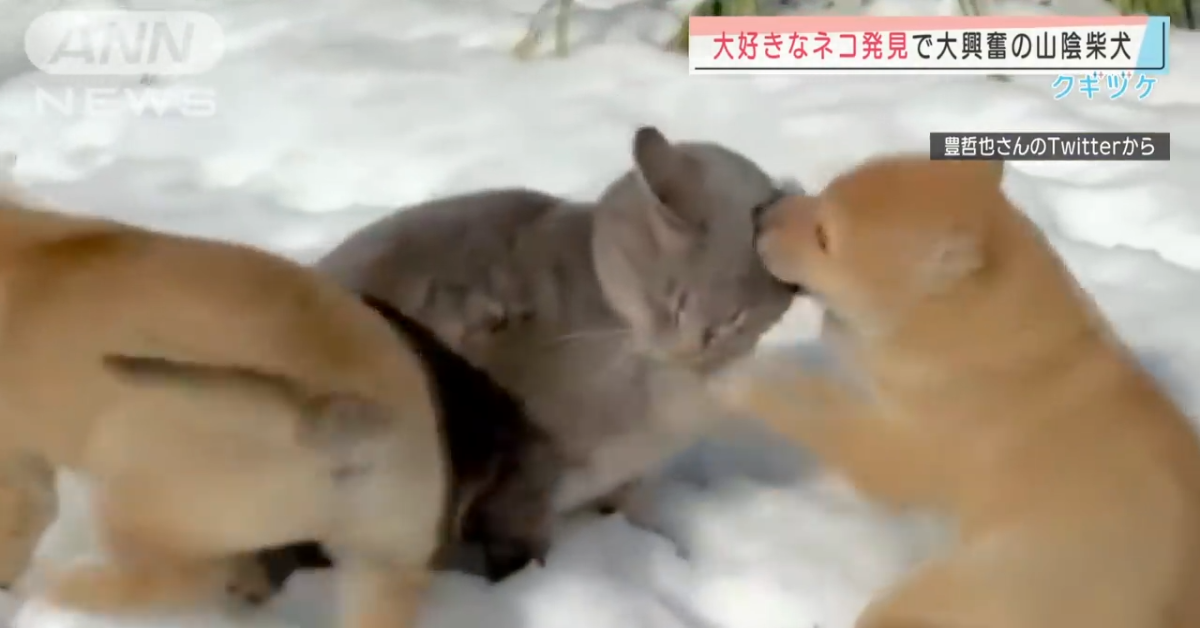 Due cuccioli di Shiba Inu corrono sulla neve e si divertono moltissimo (VIDEO)