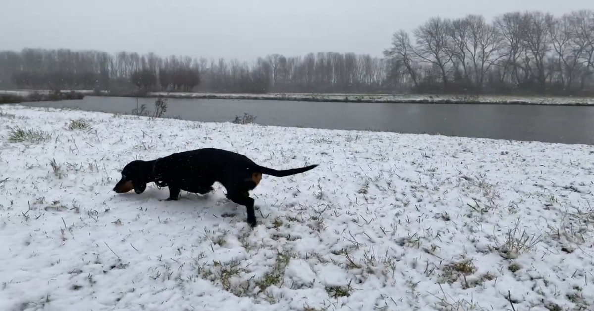 Due cuccioli di Bassotto corrono, giocano e si divertono sulla neve (VIDEO)