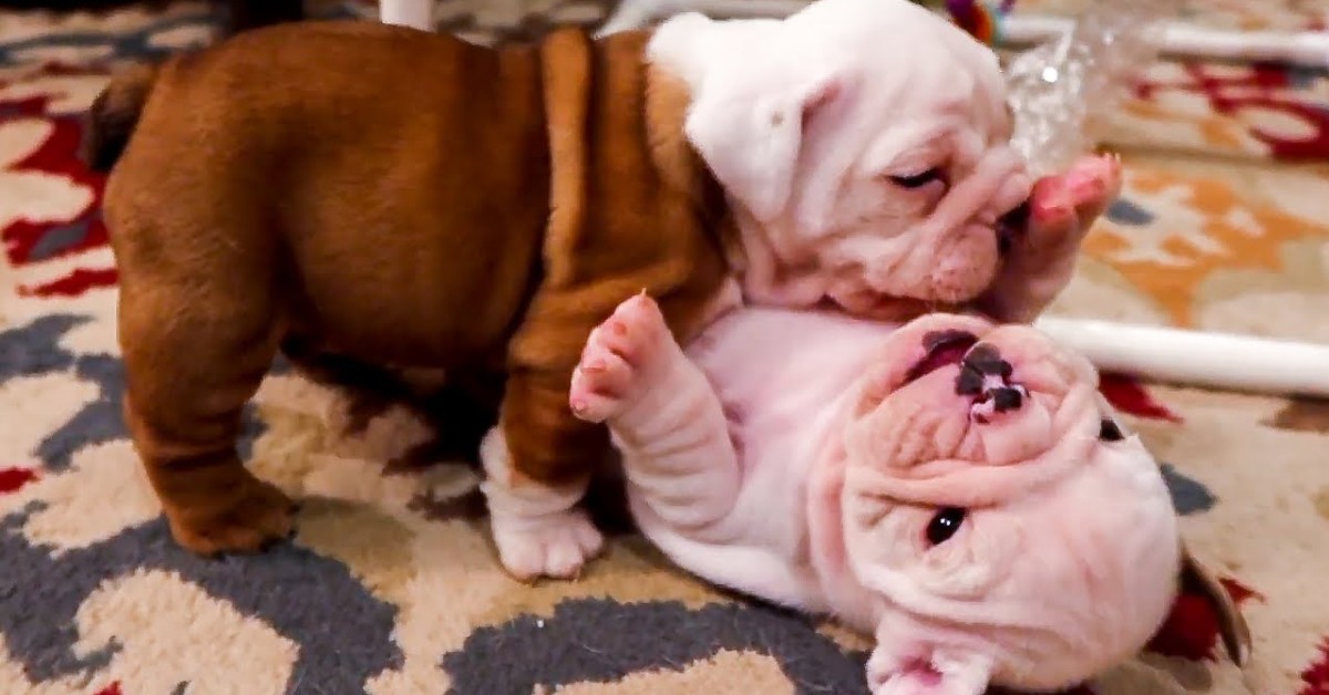 Dei cuccioli di Bulldog inglese giocano alla lotta e giocando salutano il nuovo anno (VIDEO)