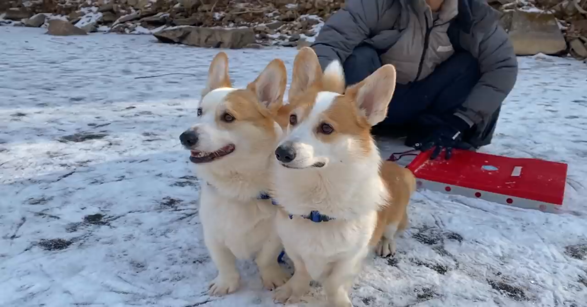 Dei cuccioli di Corgi giocano sulla neve e si divertono moltissimo (VIDEO)
