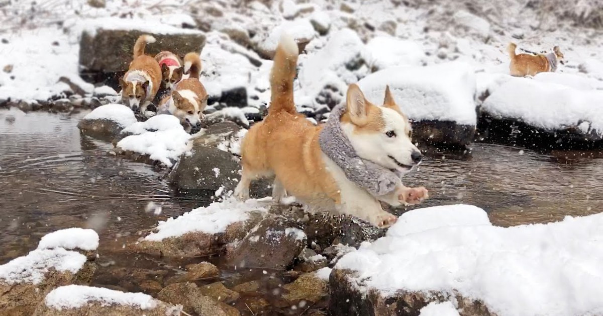 Dei cuccioli di Corgi nuotano nell’acqua ghiacciata e si divertono (VIDEO)