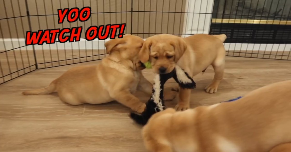 Cuccioli di Golden Retriever corrono e giocano con il padrone (VIDEO)