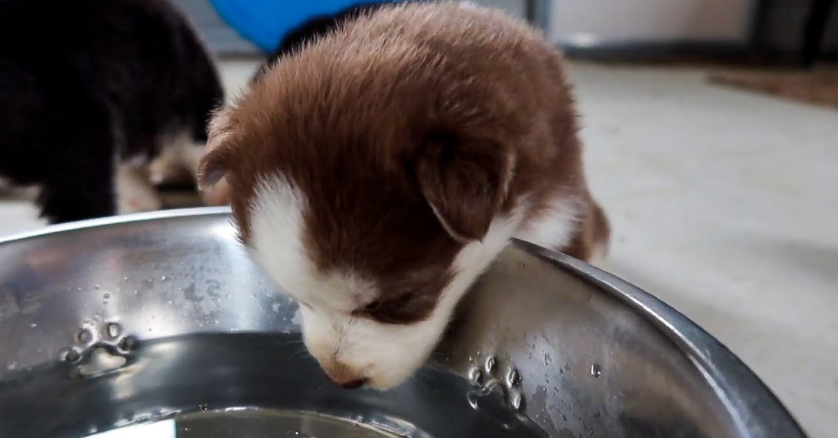 Dei cuccioli di Husky bevono l’acqua da una ciotola unica (VIDEO)