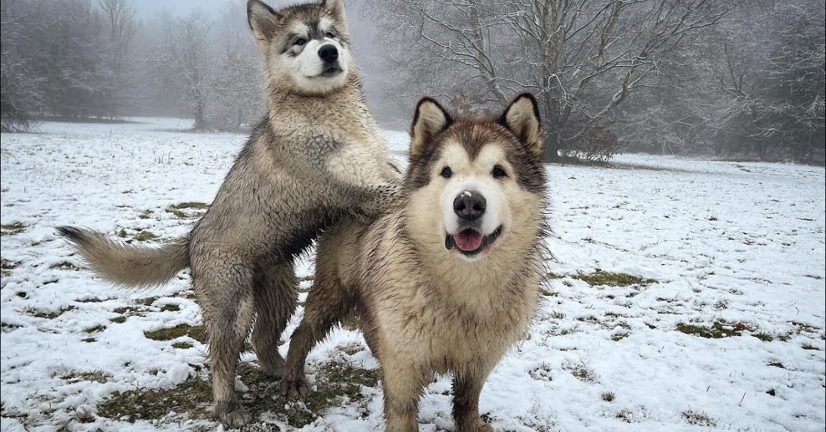 Dei cuccioli di Husky corrono e si divertono sulla neve con i padroni (VIDEO)