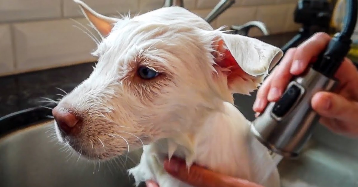 Due cuccioli di Husky odiano il bagno ma sono obbligati a farlo (VIDEO)