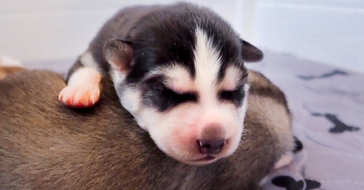 Dei cuccioli di Husky ricevono le coccole dal loro dolce padrone (VIDEO)