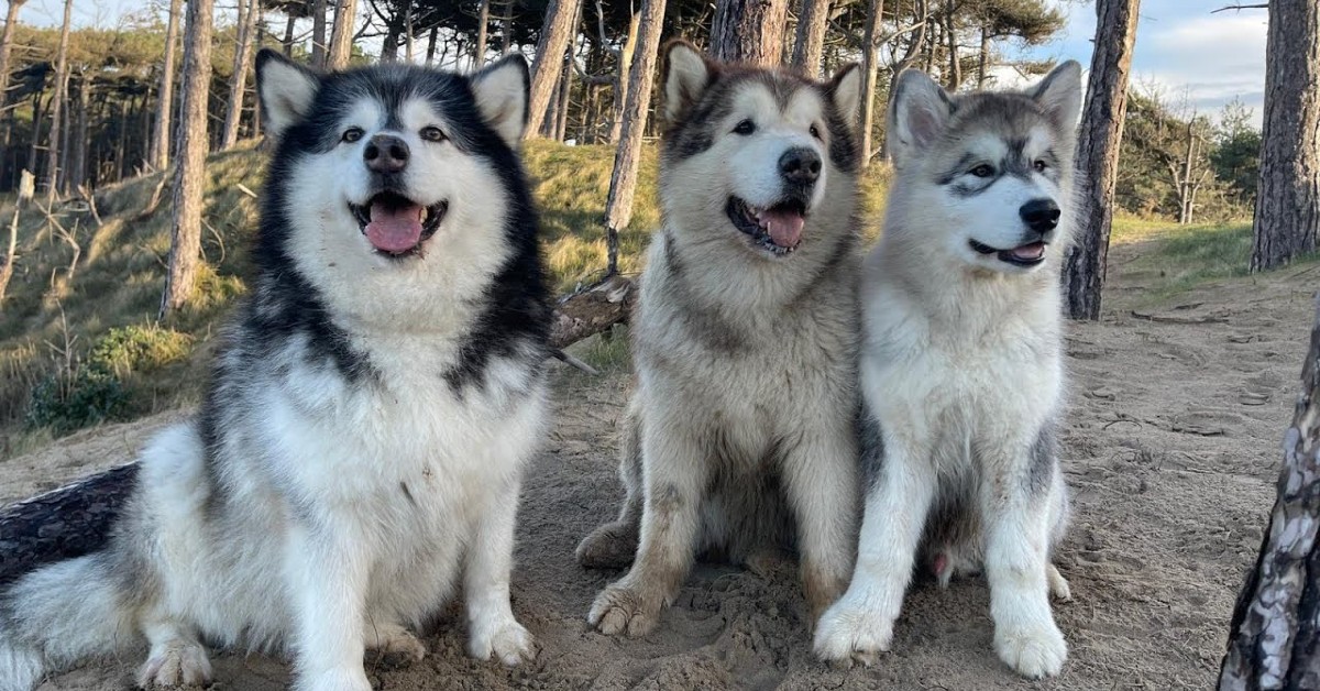 I cuccioli di Husky vanno in spiaggia e per uno di loro è la prima volta (VIDEO)