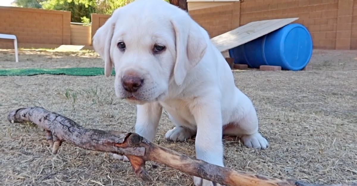 Dei cuccioli di Labrador giocano con un ramo per la prima volta (VIDEO)