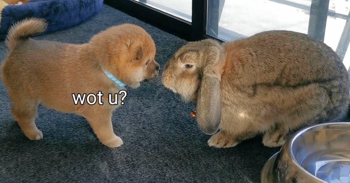 Dei cuccioli di Shiba Inu incontrano un coniglio gigante (VIDEO)