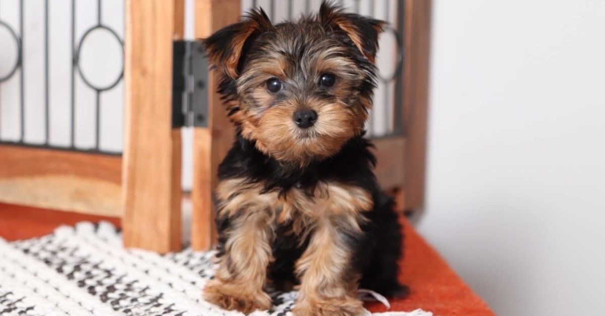 Cuccioli di Yorkshire Terrier, come addestrarli: primi passi e socializzazione