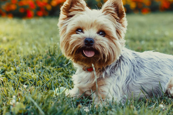 cuccioli di Yorkshire Terrier come addestrarli