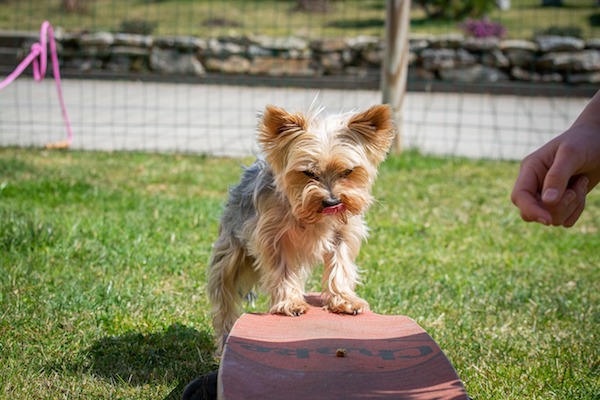 cuccioli di Yorkshire Terrier come addestrarli 