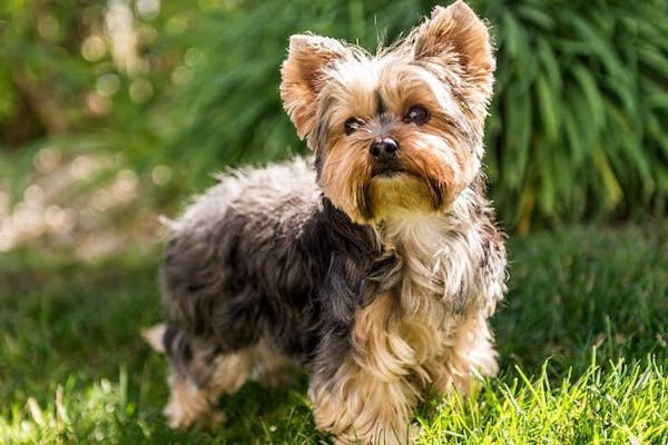 cuccioli di Yorkshire Terrier come addestrarli