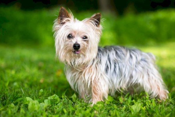 cuccioli di Yorkshire Terrier pelo