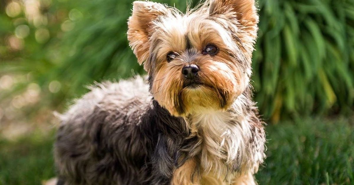 cuccioli di yorkshire