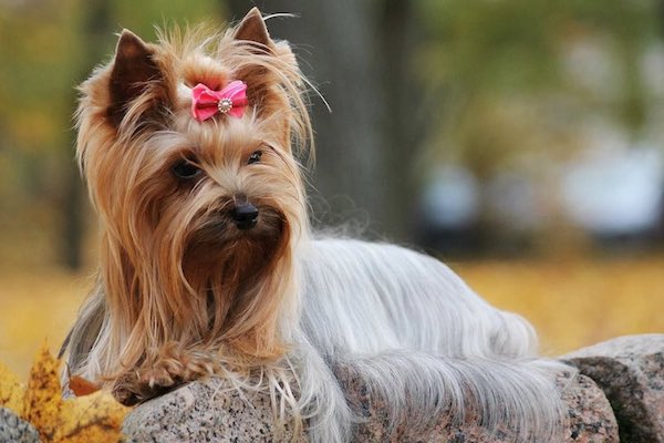 cuccioli di Yorkshire Terrier pelo