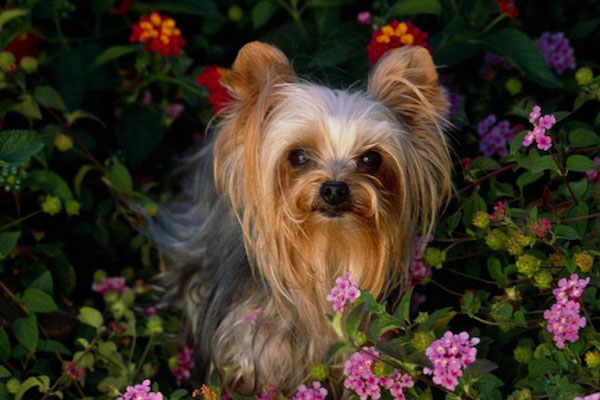 cuccioli di Yorkshire Terrier pelo