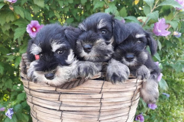 cuccioli di zwergschnauzer che giochi scegliere