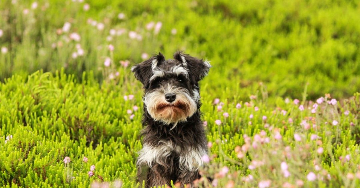 Cuccioli di Zwergschnauzer, come addestrarli: primi passi e socializzazione