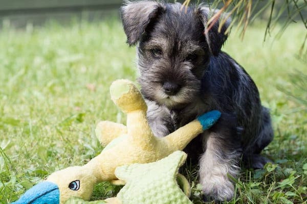 cuccioli di Zwergschnauzer come addestrarli