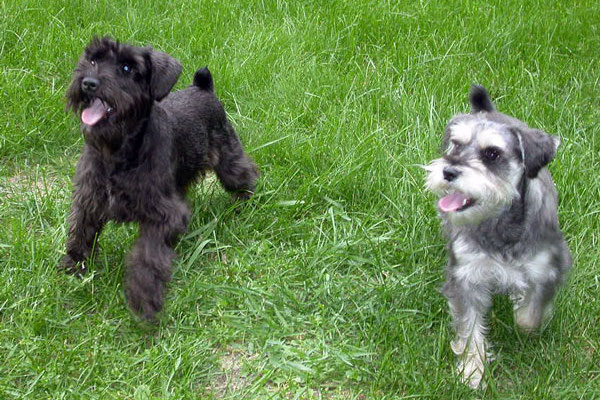 cuccioli di Zwergschnauzer come addestrarli