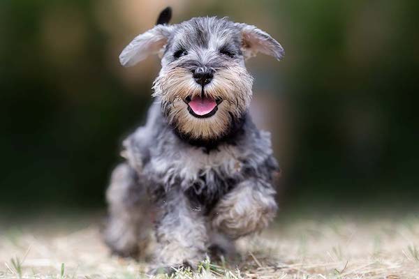 cuccioli di Zwergschnauzer sono fragili