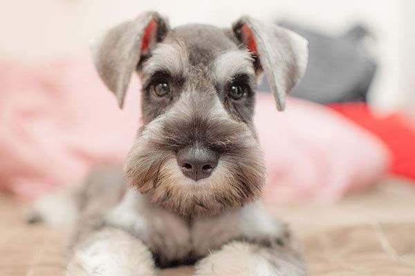 cuccioli di Zwergschnauzer sono fragili