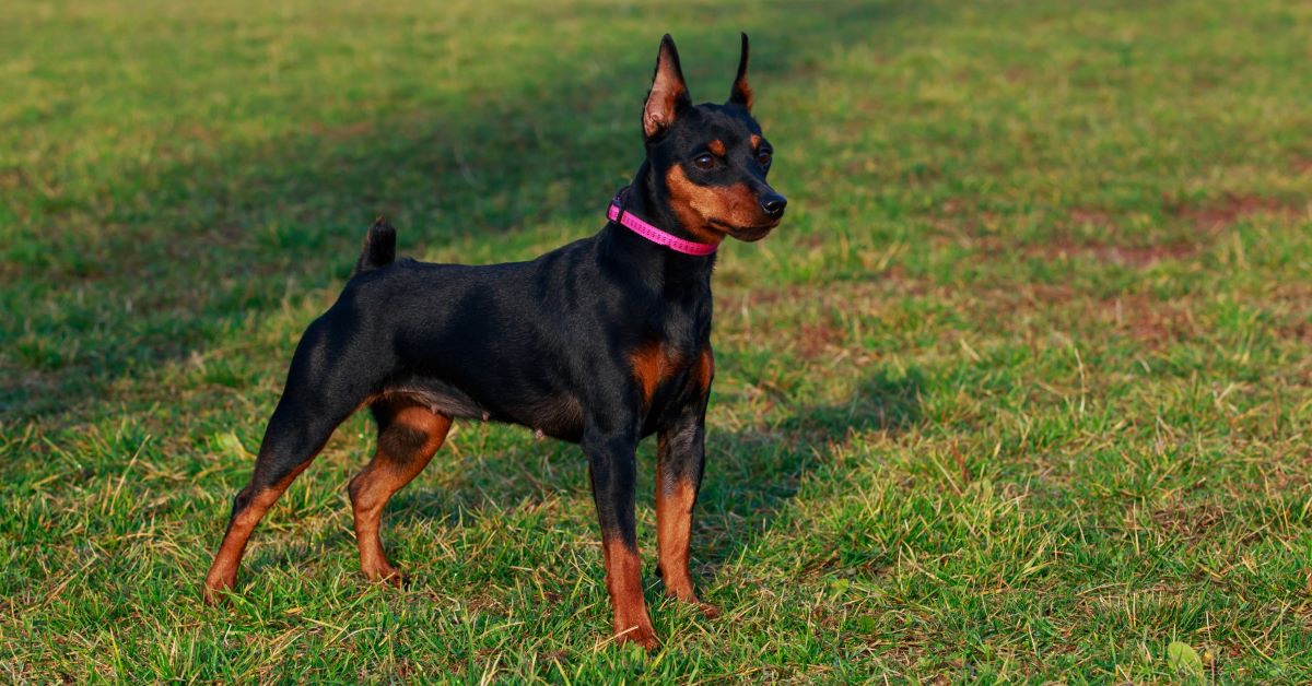 pinscher in mezzo all'erba