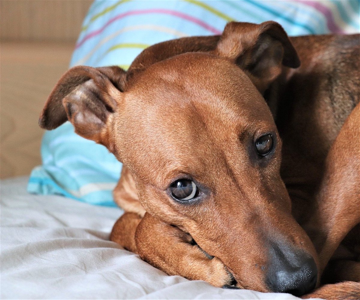 cagnolino riposato