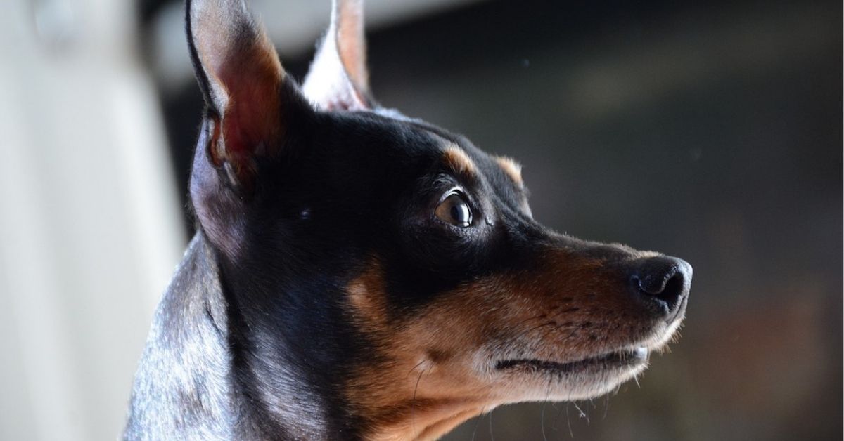 Cuccioli di Pinscher: comportamento, carattere e peculiarità di questa razza