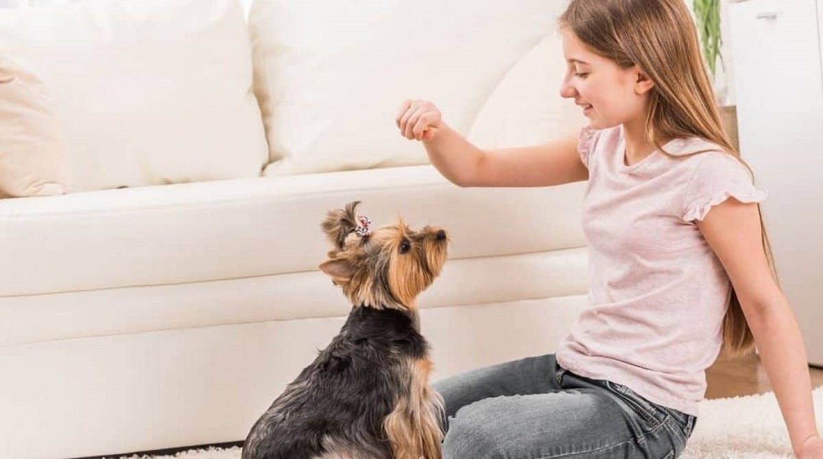 cagnolino gioca con una bambina