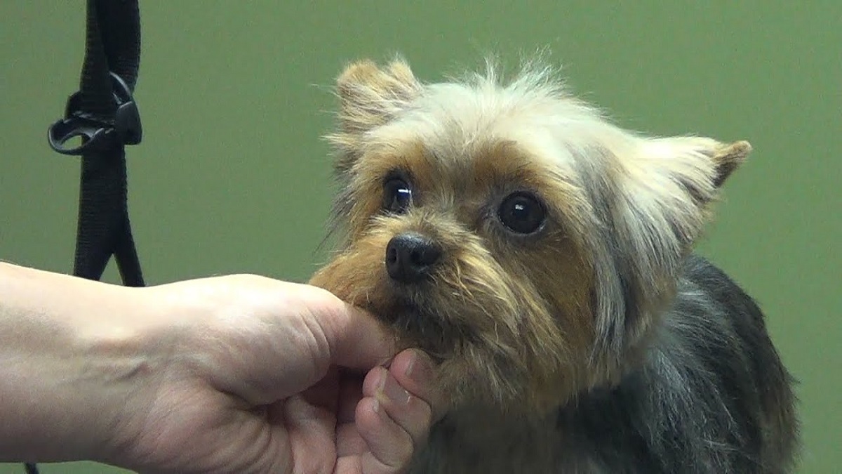 Cuccioli di Yorkshire Terrier, che giochi scegliere per farli crescere sani e felici?