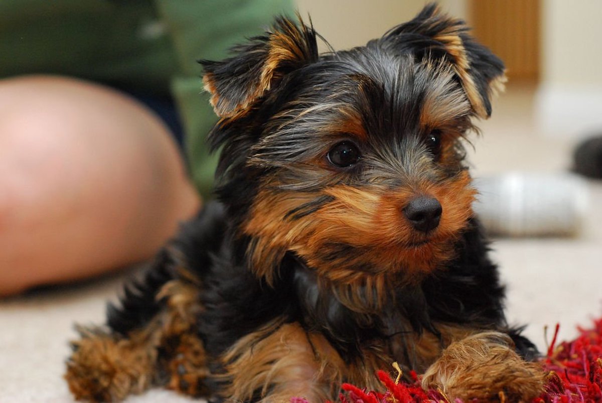 cucciolo di yorkshire terrier