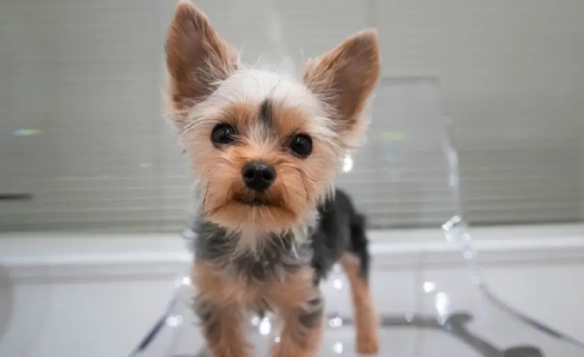 cucciolo di yorkshire terrier