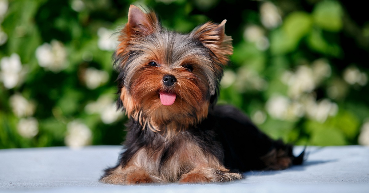 cucciolo di yorkshire terrier