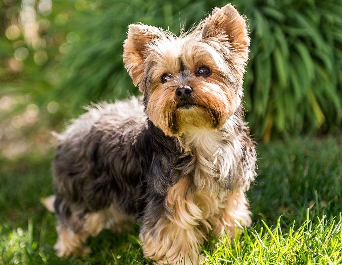 cagnolino sull'erba