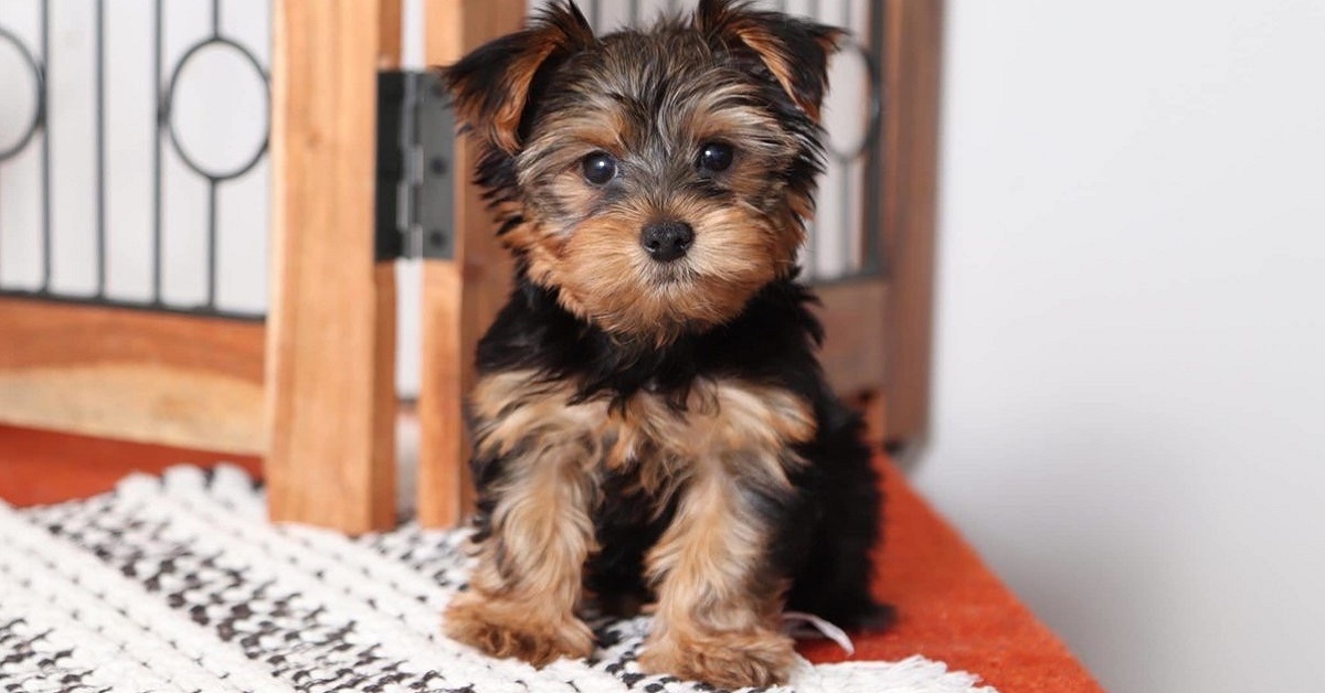 cucciolo di yorkshire terrier