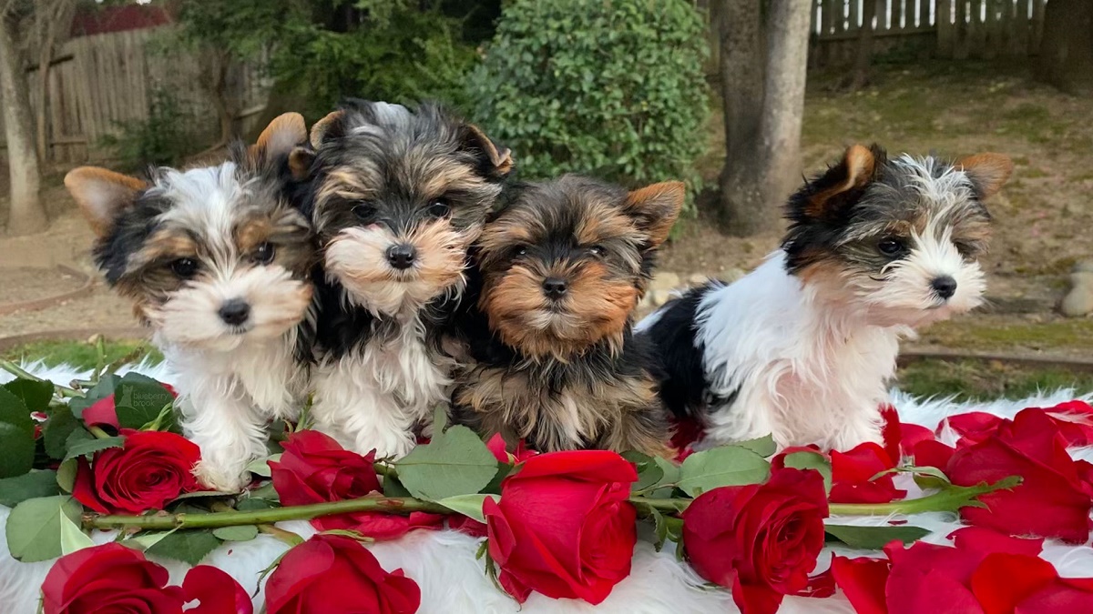 cuccioli di yorkshire