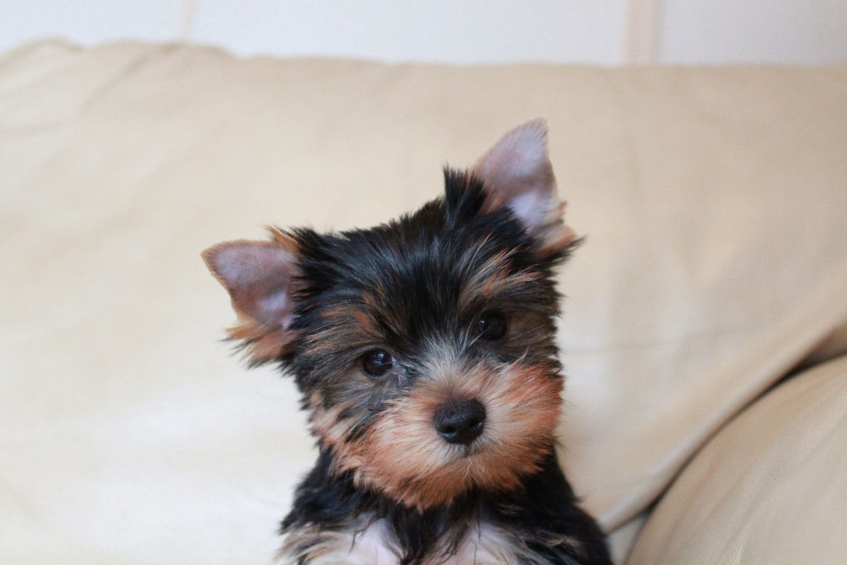 primo piano di un piccolo yorkie